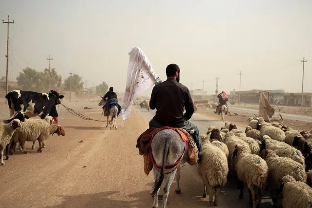 A man who just fled Bazwaia village carries a white flag as he rides on his donkey through a special forces checkpoint, east of Mosul, Iraq November 1, 2016. (Photo by Zohra Bensemra/Reuters)