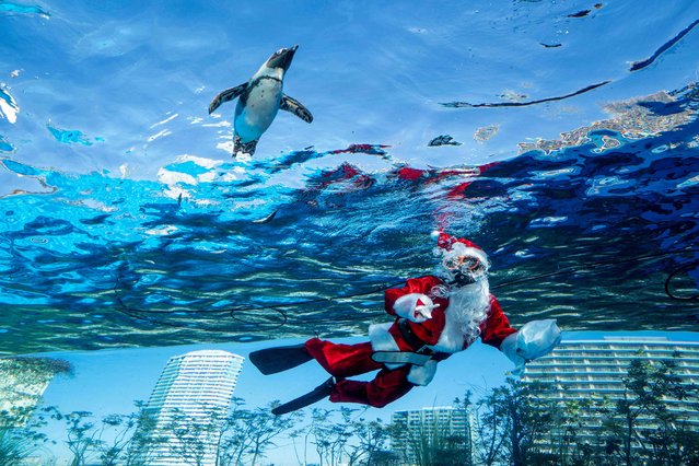 A diver dressed in a Santa Claus costume swims with a penguin at Sunshine Aquarium during preparations for the upcoming Christmas special event in Tokyo on December 1, 2025. (Photo by Kazuhiro Nogi/AFP Photo)