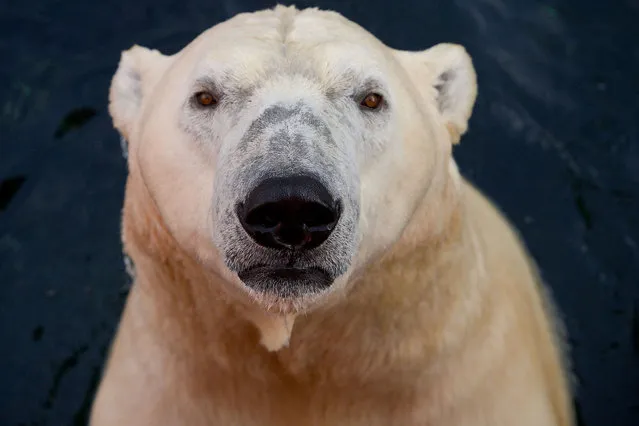 Polar bear "Nanuq" looks at the photographer at the zoo in Hanover, central Germany, on December 3, 2015. (Photo by Peter Steffen/AFP Photo/DPA)