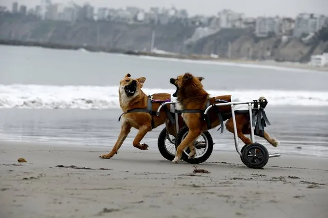 Pelusa and Huellas, paraplegic dogs in wheelchairs, play at Pescadores beach in Chorrillos, Lima, Peru, September 7, 2015. (Photo by Mariana Bazo/Reuters)