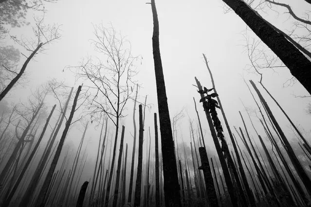 “Haunted forest”. While birding in Sierra de Bahoruco, near the Dominican-Haitian border, I drove passed the 2,000mt of altitude into this foggy burnt forest. The atmosphere was magical and sad at the same time. (Photo and caption by Mario Davalos/National Geographic Traveler Photo Contest)