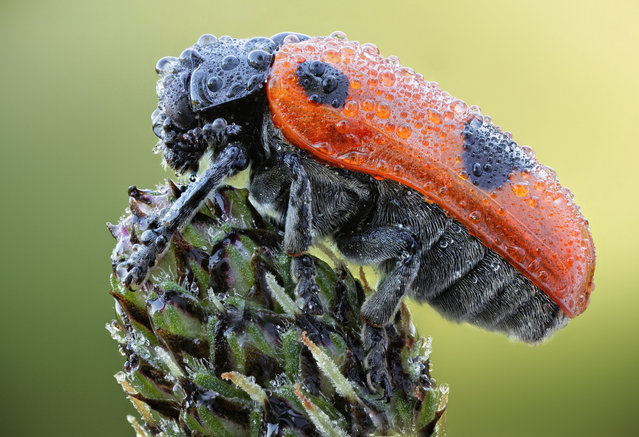 Fall Beetle. Clytra quadripunctata, Chrysomelidae; Size: 8 mm. (John Hallmén)