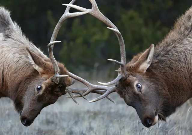 Young bull elk lock antlers while jousting near the Yellowhead Highway, a route roughly followed by Kinder Morgan's Trans Mountain Pipeline through the Rocky Mountains, in Jasper National Park, Alberta, Canada November 14, 2016. (Photo by Chris Helgren/Reuters)