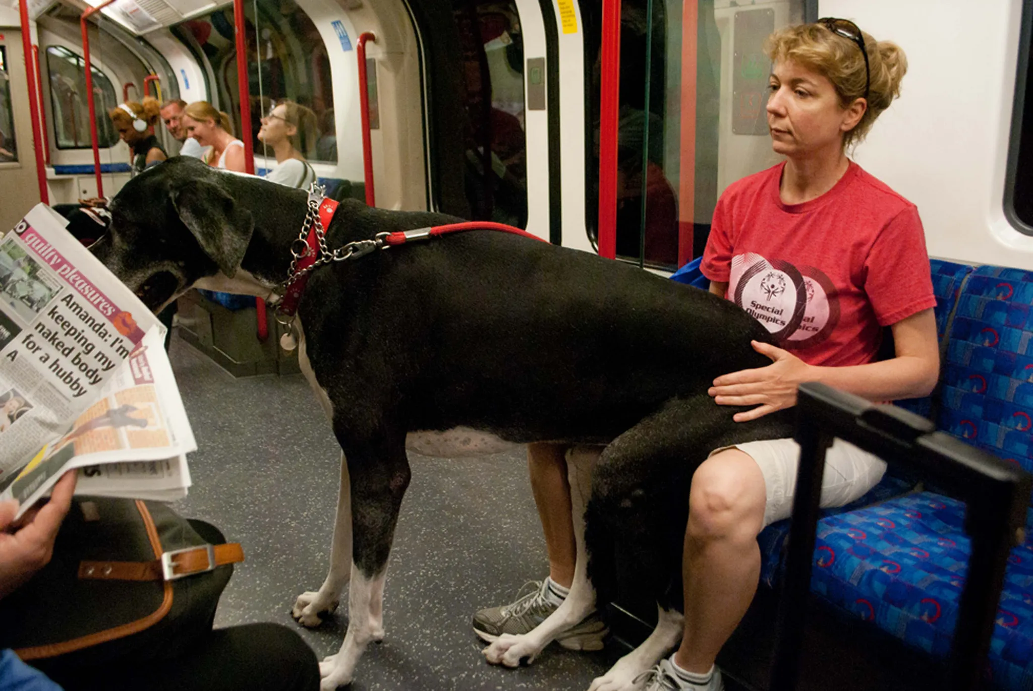Можно с собакой в автобус. Собака в общественном транспорте. Собака транспорт. Собака в метро. Собака в сумке в метро.