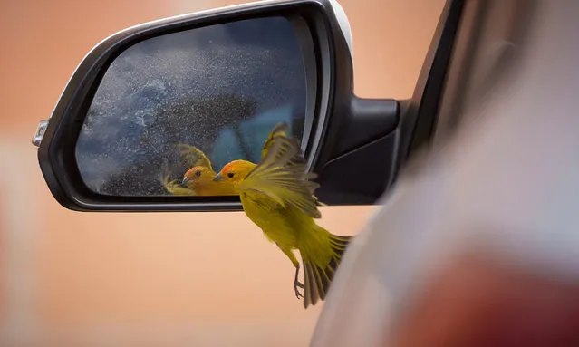 A saffron finch interacts with its reflection in a car wing mirror in Franca, São Paulo, Brazil in the last decade of July 2023. (Photo by Igor Do Vale/Zuma Press Wire/Rex Features/Shutterstock)