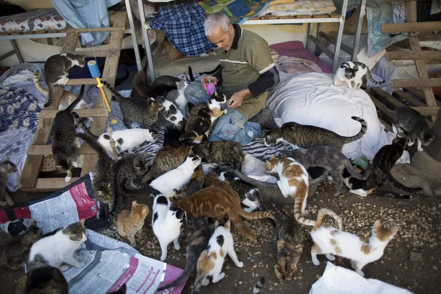 A volunteer feed cats in the shelter house for feral cats at the SPCA (Society for Prevention of Cruelty to Animals) in Jerusalem, Israel, 06 January 2016. (Photo by Abir Sultan/EPA)