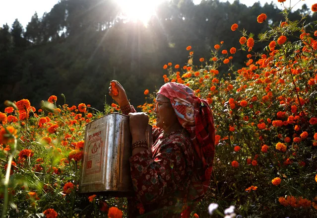 A woman picks marigold flowers, used to make garlands and offer prayers, before selling them to the market for the Tihar festival, also called Diwali, in Kathmandu, Nepal November 4, 2018. (Photo by Navesh Chitrakar/Reuters)