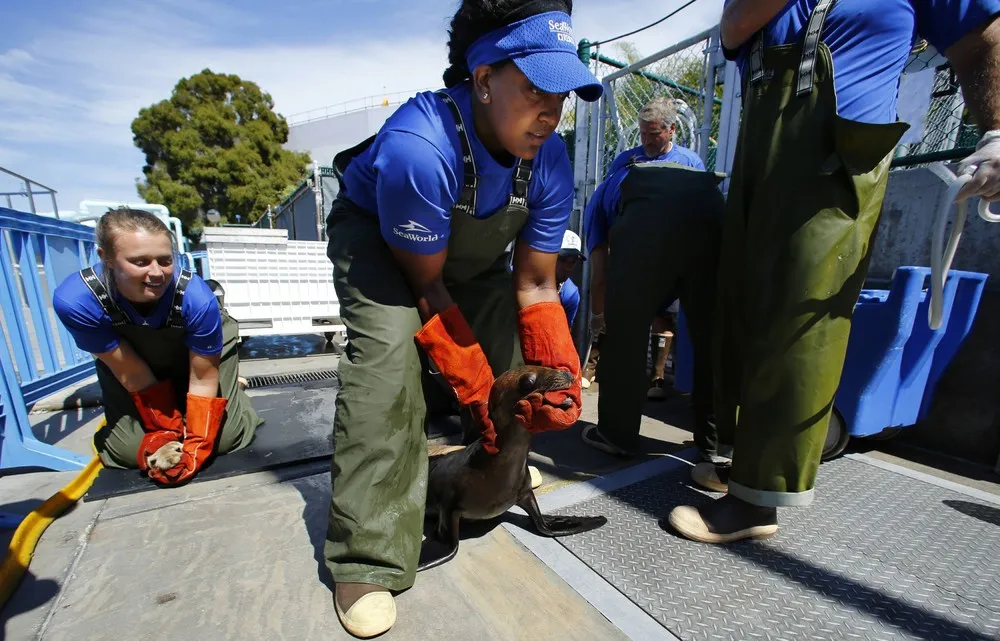California's Starving Sea Lions