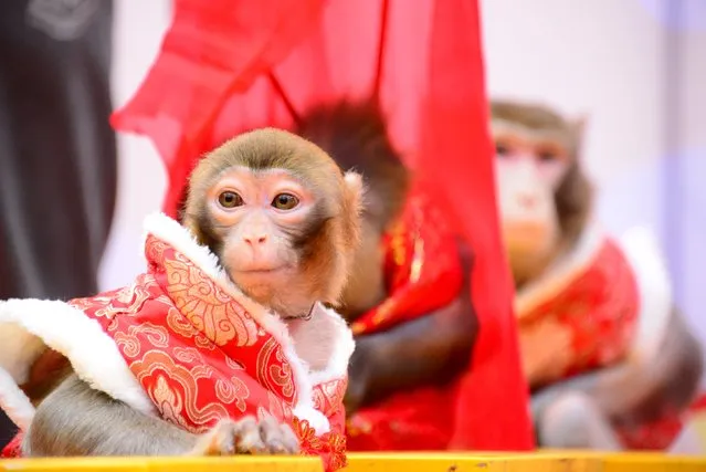 Monkeys wearing costumes are seen ahead of the Chinese New Year of the Monkey which falls on February 8, in Hangzhou, Zhejiang province, January 28, 2016. (Photo by Reuters/China Daily)