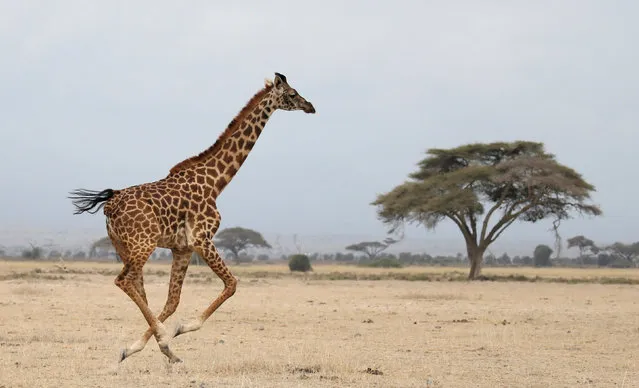 KENYA: A giraffe runs in Amboseli National park, Kenya August 26, 2016. (Photo by Goran Tomasevic/Reuters)