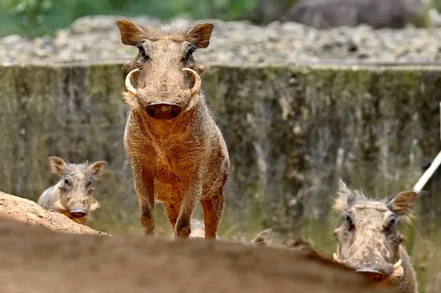 This picture shows warthogs at Leofoo Village theme park in Hsinchu, Taiwan on July 2, 2021. (Photo by Sam Yeh/AFP Photo)