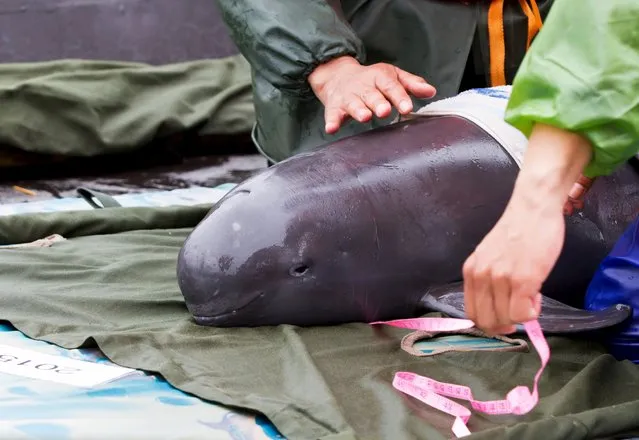 A rescue worker measures a recovered finless porpoise before releasing it back to the wild, in Poyang Lake, Jiangxi province, March 26, 2015. Oceanography and fishery experts said the finless porpoise has been endangered due to pollution and water shortage, local media reported. (Photo by Reuters/Stringer)