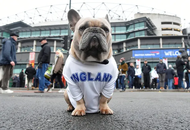 General view of a dog wearing an England shirt outside the stadium before the Quilter International match between England and Australia on November 24, 2018 in London, United Kingdom. (Photo by Toby Melville/Reuters)