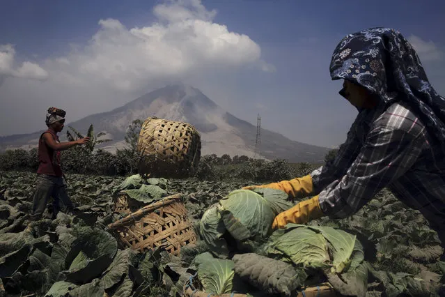 Workers harvest cabbage as Mount Sinabung spews ash at Jraya village in Karo district, February 5, 2014. (Photo by Reuters/Beawiharta)