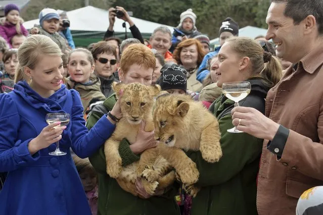 Two fourteen-week old lion cubs, a male named Ramzes and a female named Zara, are seen with godparents TV host Dana Strculova (L) and Jan Meciar (R) during a Christening ceremony at the Bojnice Zoo April 4, 2015. The two cubs are Barbary lions (Panthera leo leo), local media reported. (Photo by Radovan Stoklasa/Reuters)