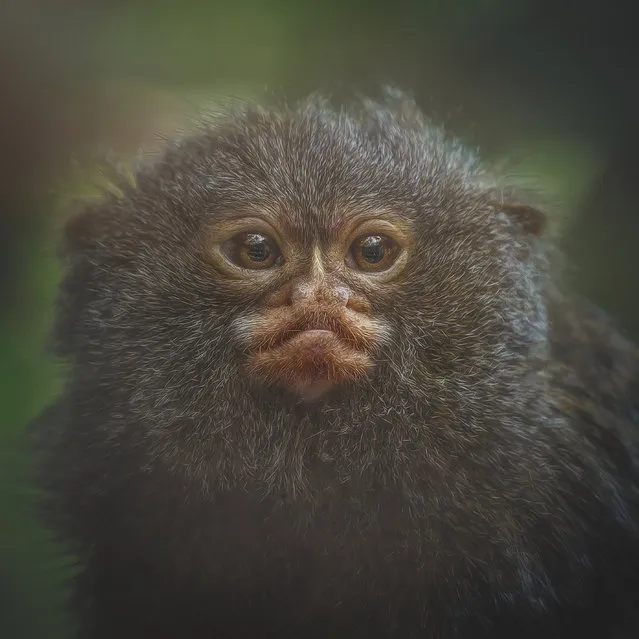 Pygmy marmoset, Airo. (Photo by Manuela Kulpa/Caters News)