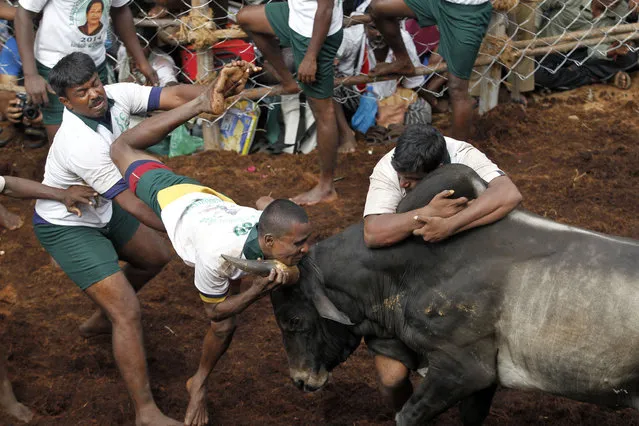 Participants try to hold on to a bull during a bull-taming sport, called Jallikattu, in Alanganallor, about 424 kilometers (264 miles) south of Chennai, India, Thursday, January 16, 2014. (Photo by Arun Sankar K./AP Photo)
