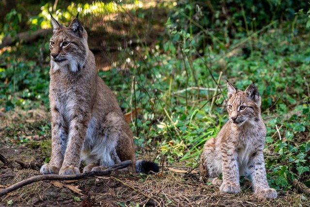 A four-month-old Lynx kitten sits beside mum as it explores its home in the Bear Wood exhibit at the Wild Place Project in Bristol, United Kingdom on Wednesday, September 22, 2021. (Photo by Ben Birchall/PA Images via Getty Images)