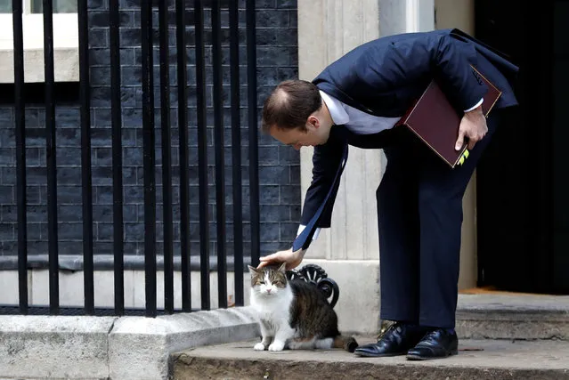 State for Health and Social Care Matthew Hancock pets Larry the cat outside of Downing Street in London, Britain, March 5, 2019. (Photo by Peter Nicholls/Reuters)