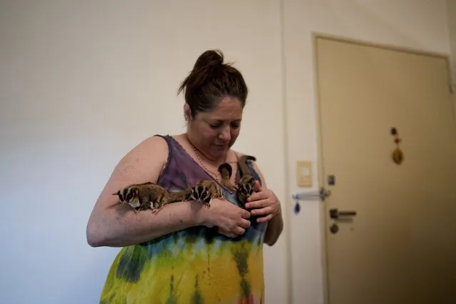 Lorena Alvarez holds some of her 28 pet “petauros”, or sugar gliders, for which she has a permit, at her home in Buenos Aires, Argentina, Wednesday, September 1, 2021. “I get up and I live for them. They are my engine of struggle and of life”, she said of the animals that scamper over her looking to be petted, or leap and glide down to the floor. (Photo by Natacha Pisarenko/AP Photo)