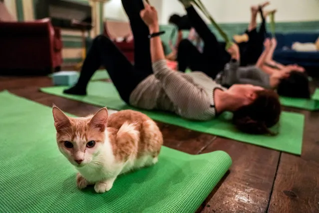 A cat sits on a yoga mat during a cat yoga class at Brooklyn cat cafe in Brooklyn, New York, U.S., March 13, 2019. (Photo by Jeenah Moon/Reuters)