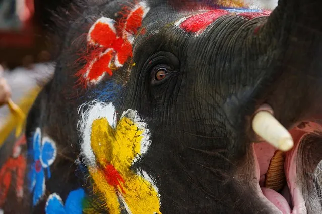 An elephant calf yawns as mahouts paint elephants ahead of celebrations for the water festival of Songkran in Ayutthaya, Thailand on April 11, 2019. (Photo by Soe Zeya Tun/Reuters)