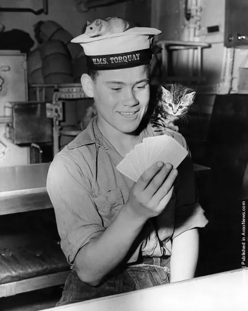 Junior seaman Trevor Grunkhurn plays cards with the help of the ship's pets, Joey the golden hamster, and Smew the kitten, 1956