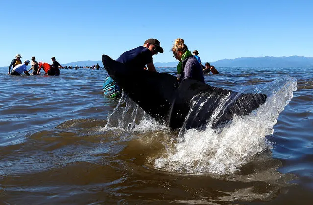 Volunteers try to guide some of the stranded pilot whales still alive back out to sea after one of the country's largest recorded mass whale strandings, in Golden Bay, at the top of New Zealand's South Island, February 11, 2017. (Photo by Anthony Phelps/Reuters)