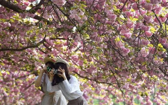 Two women pose for a friend as they take pictures amongst cherry blossom in Greenwich in London, Britain, April 22, 2019. (Photo by Toby Melville/Reuters)