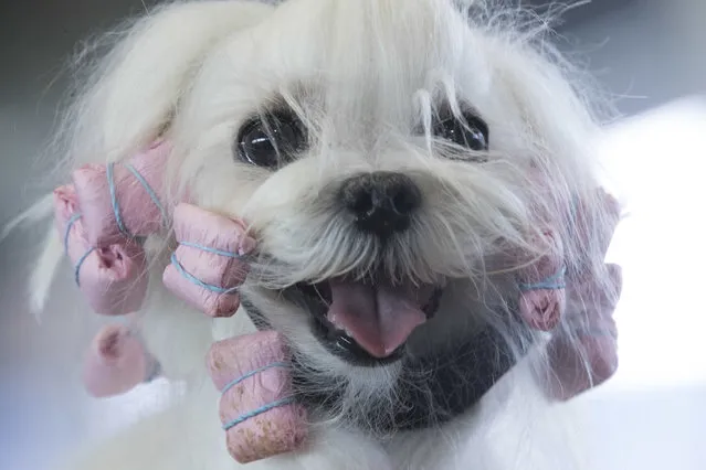 B boy, a Maltese from France, is groomed in the staging area during the 141st Westminster Kennel Club Dog Show, Monday, February 13, 2017, in New York. (Photo by Mary Altaffer/AP Photo)