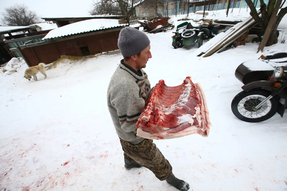 Wolf-hunting near the Chernobyl Zone