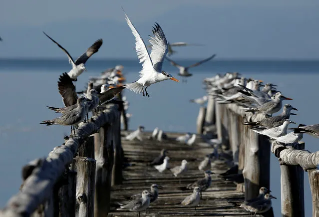 Birds perch on a dock at the Abangaritos beach in Puntarenas, Costa Rica February 16, 2017. (Photo by Juan Carlos Ulate/Reuters)