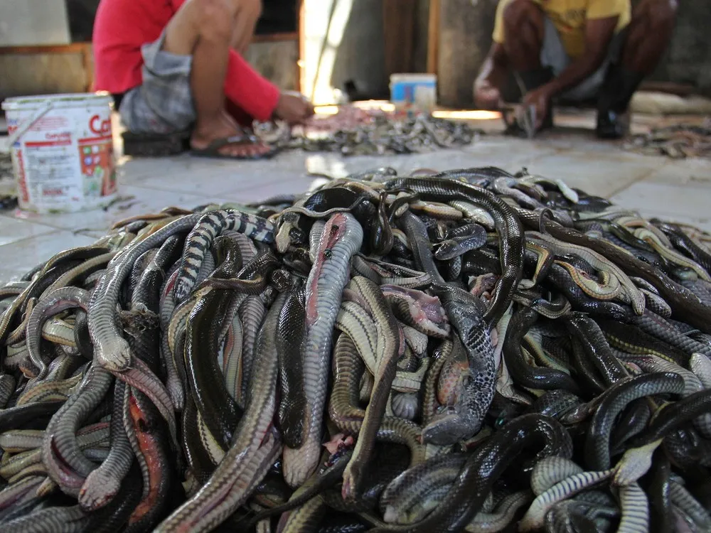 Inside Indonesia's Snake Slaughter House