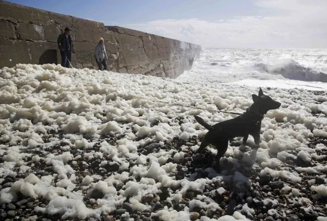 People walk their dog called Mc during stormy weather at Newhaven beach in southern Britain March 28, 2016. (Photo by Neil Hall/Reuters)