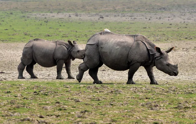 One-horned rhinos are grazing at Pobitora Wildlife Sanctuary on the outskirts of Guwahati, India, on March 14, 2024. (Photo by Anuwar Hazarika/NurPhoto/Rex Features/Shutterstock)