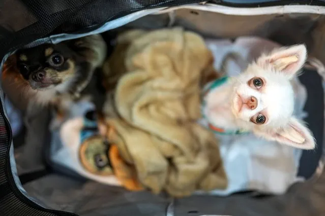Dogs inside a pram look up, at the annual Pet Expo 2021 in Bangkok, Thailand, November 25, 2021. (Photo by Athit Perawongmetha/Reuters)