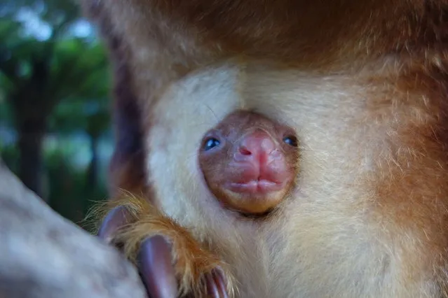In this handout image provided by Taronga Zoo, an unnamed baby Goodfellows Tree Kangaroo joey is seen in it's mothers pouch on March 5, 2014 in Sydney, Australia. (Photo by Taronga Zoo via Getty Images)