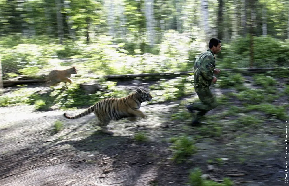 Siberian Tigers Trained To Live In Wild