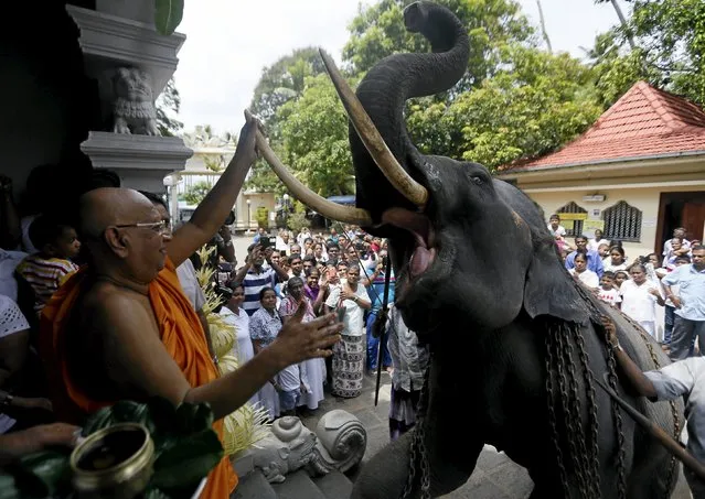 Bellanwila Wimalaratana, chief Buddhist monk of the Bellanwila temple, prepares to bless the temple's elephant during a ceremony as part of the Sinhala, Hindu and Tamil new year celebrations in Boralasgamuwa April 16, 2016. (Photo by Dinuka Liyanawatte/Reuters)