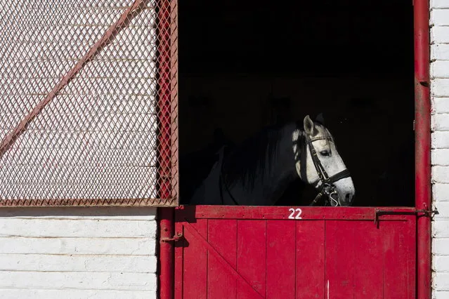 A trainee rider holds a Lipizzaner during a morning training session at the South African Lipizzaners school in Johannesburg, South Africa, 05 July 2019. Lipizzaner horses are a noble horse breed that traces its lineage back to the late 15th century and were originally bred by royalty and valued in military skirmishes for the fast and light qualities. They are bred from Spanish, Arabian and Berber horses and are known for their noble physique, graceful movements, liveliness and good nature. The South African Lipizzaners School has thirty horses and performs weekly shows on a Sunday for the public, together with outdoor shows. (Photo by Kim Ludbrook/EPA/EFE)