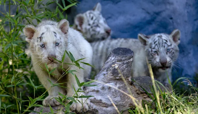 Three month old white Bengal tigers cubs play inside their enclosure at the Buenos Aires Zoo, Argentina, Wednesday, April 16, 2014. Cleo, a captive Bengal white tiger at the zoo, gave birth to two females and one male, white tiger cubs on January 16, 2014. (Photo by Natacha Pisarenko/AP Photo)