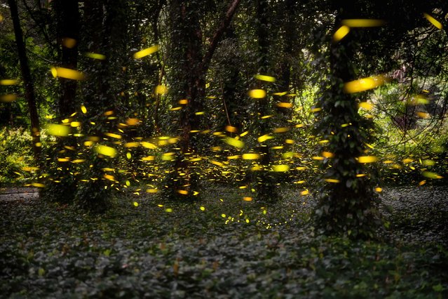 Swarms of fireflies light up a forest at the South China National Botanical Garden in Guangzhou, China, on Friday, May 24, 2024. (Photo by Li Junqin/VCG/Getty Images)