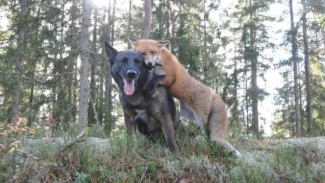 Life Fox And Hound