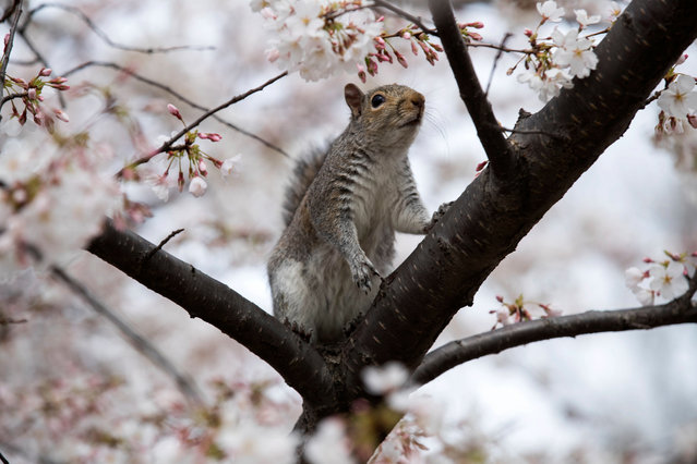 A squirrel sits in a cherry blossom tree at peak bloom at the Tidal Basin in Washington, DC, USA, 25 March 2017. Despite the late season freeze that damaged half of the cherry blossoms people are out in the warm weather to see the annual bloom. (Photo by Shawn Thew/EPA)