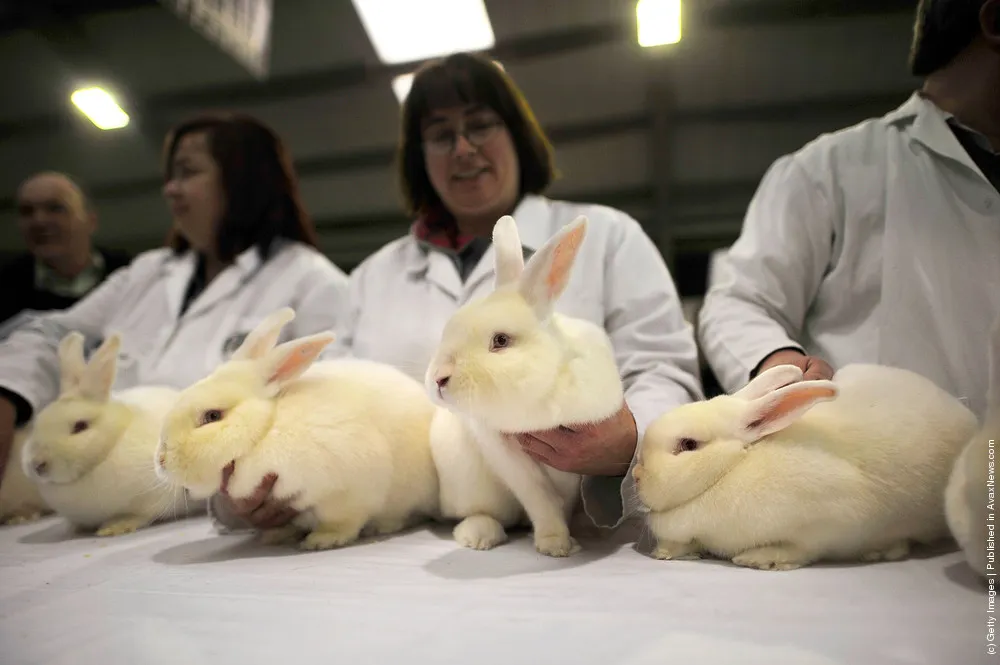 Animal Enthusiasts Enjoy The UK's Rabbit Grand National