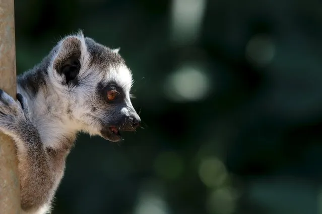 A Madagascar lemur is seen during a hot summer day at the zoo in Spata near Athens, Greece July 16, 2015. Three weeks after capital controls were imposed on Greece's moribund banking system, supplies of the special imported dietary supplements needed to feed 2,200 animals from 345 species at Athens' only zoo are under threat. (Photo by Yiannis Kourtoglou/Reuters)