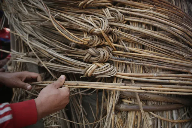 In this April 18, 2017, photo, a member of Yanwal community use cane strips in the construction of the Rato Machindranath Chariot in Lalitpur, Nepal. (Photo by Niranjan Shrestha/AP Photo)