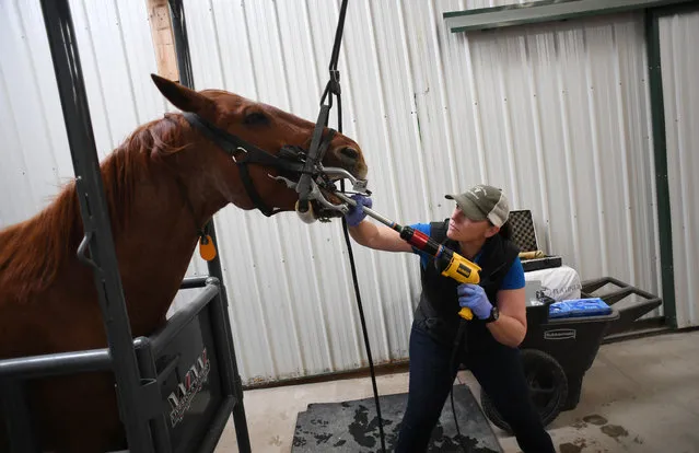 Anna Bracken, a Colorado State University College of Veterinary Medicine student, uses a DeWalt drill with a grinder to perform a dental float on a horse at Dumb Friends League Harmony Equine Center on May 16, 2017 in Castle Rock, Colorado. The students were under the supervision of CSU faculty member Dr. Luke Bass as they perform dental floats on nearly two dozen horses. (Photo by R.J. Sangosti/The Denver Post)