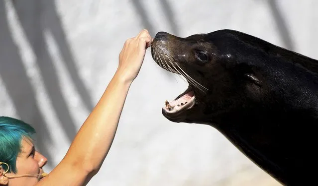 The sea lion “Mylo” is fed by a zookeeper at an enclosure at the zoo in Wuppertal, Germany July 23, 2015. (Photo by Ina Fassbender/Reuters)