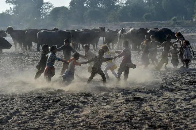Gypsy children play next to buffaloes near the Ravi river in Lahore, Pakistan on December 2, 2019. (Photo by Arif Ali/AFP Photo)